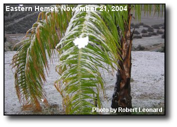 Snow Palm