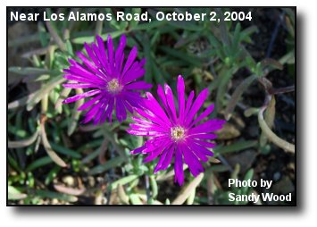 Blooming Iceplant