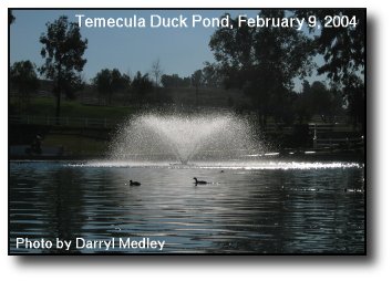 Winter at the Duck Pond