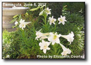 June Lilies